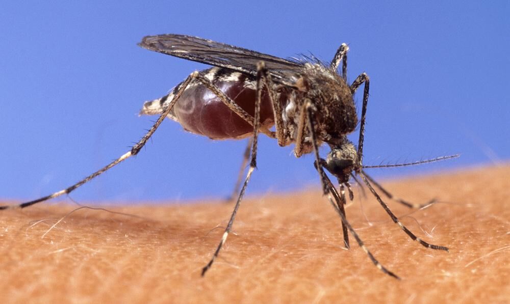 Health officials confirm West Nile Virus found in Clark County
